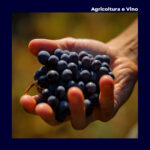 GRAFICANEW-agricolturaevino copia